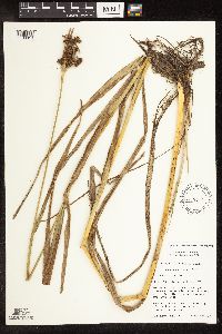 Scirpus hattorianus image