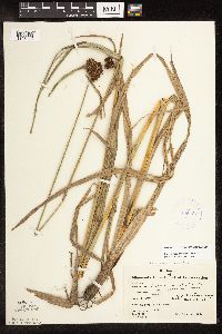 Scirpus hattorianus image