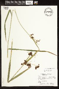 Scirpus hattorianus image