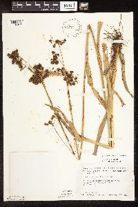 Scirpus hattorianus image