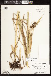 Scirpus hattorianus image