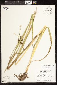 Scirpus hattorianus image