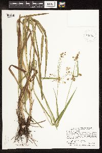 Scirpus hattorianus image