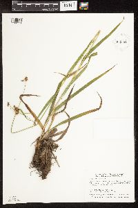 Scirpus hattorianus image