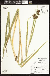 Scirpus pallidus image