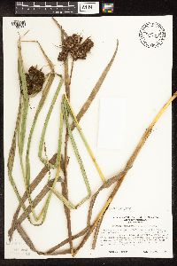Scirpus pallidus image