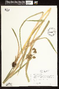 Scirpus pallidus image