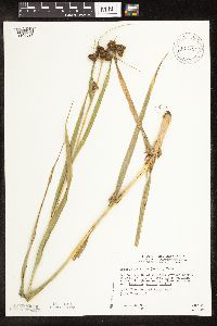 Scirpus pallidus image