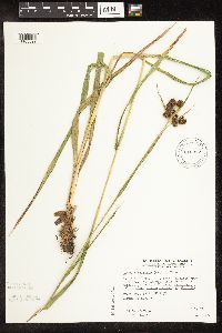 Scirpus pallidus image