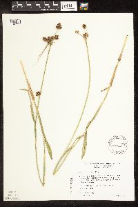 Scirpus pallidus image