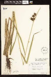 Scirpus pallidus image