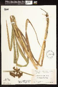Scirpus pallidus image