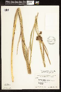 Scirpus pallidus image