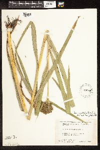 Scirpus pallidus image