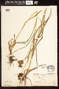 Scirpus pallidus image