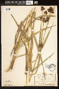 Scirpus pallidus image