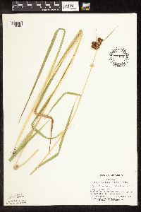 Scirpus pallidus image