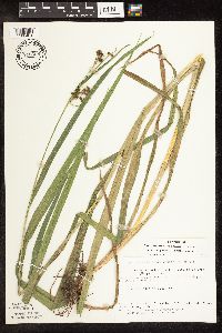 Scirpus pallidus image