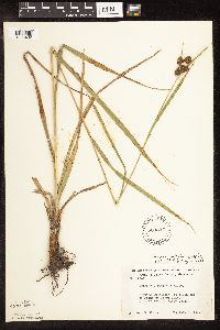 Scirpus pallidus image