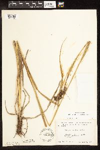 Scirpus pallidus image