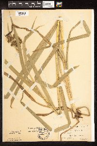 Scirpus pallidus image