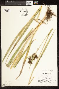 Scirpus pallidus image