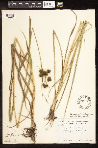 Scirpus pallidus image