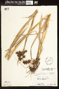 Scirpus pallidus image