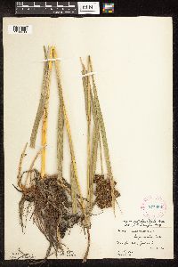 Scirpus pallidus image