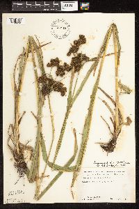 Scirpus pallidus image