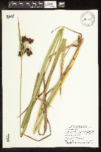 Scirpus pallidus image