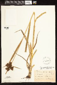 Scirpus pallidus image
