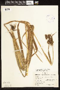 Scirpus pallidus image