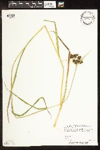 Scirpus pallidus image