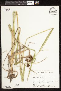 Scirpus pallidus image