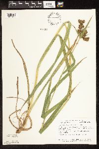 Scirpus pallidus image