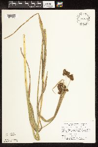Scirpus pallidus image