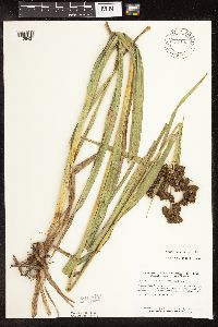 Scirpus pallidus image