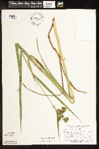 Scirpus pallidus image