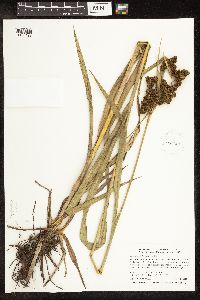 Scirpus pallidus image