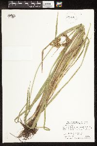 Scirpus pallidus image