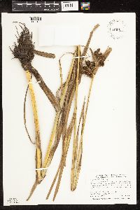 Scirpus pallidus image