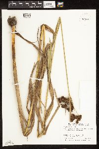 Scirpus pallidus image