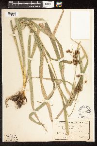 Scirpus pallidus image