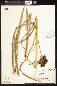 Scirpus pallidus image