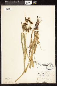 Scirpus pallidus image