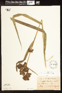 Scirpus pallidus image