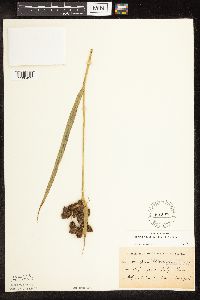 Scirpus pallidus image