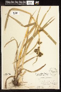 Scirpus pallidus image