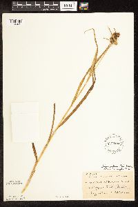 Scirpus pallidus image